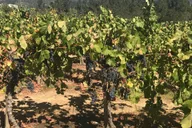 Napa and Sonoma Private Wine Tour thumbnail 2