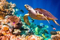 Key Largo Snorkeling and Sandbar Tour thumbnail 6