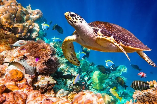 Key Largo Snorkeling and Sandbar Tour - Image 6