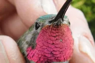 Estes Park Birds of Colorado Speaker Series thumbnail 3
