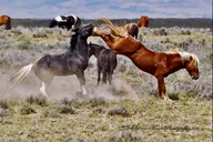 Cody Wild Mustang and Rafting Adventure thumbnail 3