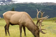 Anchorage Turnagain Arm Tour thumbnail 3