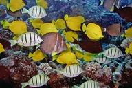 Kauai Shore Snorkel in South Poipu 2 hr thumbnail 2