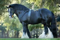 Ocala Gypsy Gold Horse Farm Walking Tour thumbnail 2