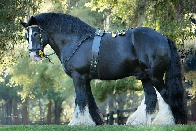 Ocala Gypsy Gold Horse Farm Walking Tour - Image 2