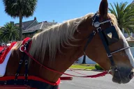 Saint Augustine Horse-Drawn Carriage Tour thumbnail 4