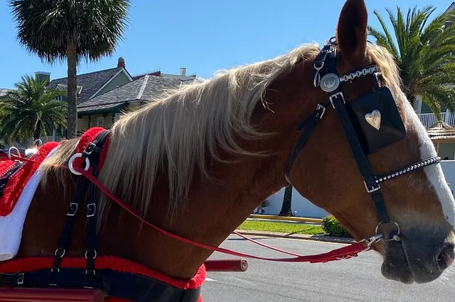 Saint Augustine Horse-Drawn Carriage Tour - Image 4