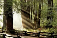 San Francisco Muir Woods & Napa Private Wine Tour 8 hr thumbnail 1