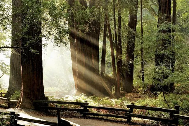 San Francisco Muir Woods & Napa Private Wine Tour 8 hr - Image 1