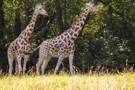 Bronx Zoo Entry Ticket thumbnail 1