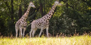 Bronx Zoo Entry Ticket