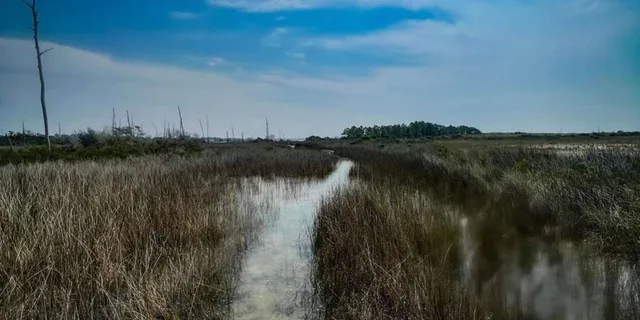 Destin Clear Kayak Eco Tour with Island Stops 2 hr - Image 3