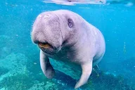 Silver Springs Clear Kayak Tour with Manatees and Monkeys thumbnail 3
