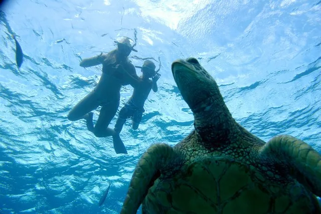 O'ahu Snorkel and Hike Adventure - Image 4