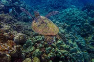 Maalaea Harbor Molokini Snorkeling Tour thumbnail 5