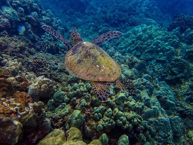 Maalaea Harbor Molokini Snorkeling Tour - Image 5