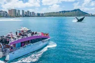 Waikiki Sunset Whale Watching Cruise 2 hr thumbnail 4