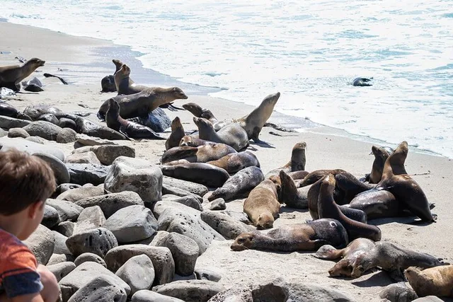 La Jolla Self-Guided Audio Tour Bundle - Image 5