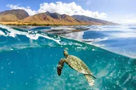 Maui Catamaran Snorkel with Turtles & Tacos thumbnail 2