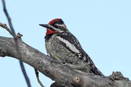 Salt Lake City Birding and Nature Expedition thumbnail 3