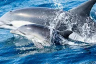 Newport Beach Whale and Dolphin Watching Tour thumbnail 3