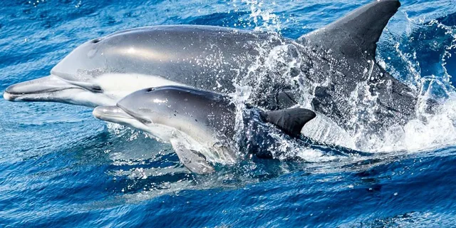 Newport Beach Whale and Dolphin Watching Tour - Image 3