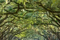 Savannah History and Culture Walking Tour thumbnail 6