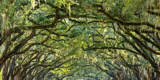 Savannah History and Culture Walking Tour - Image 6