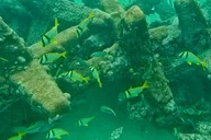 Fort Lauderdale Ocean Reef Snorkel Tour with Snacks thumbnail 4