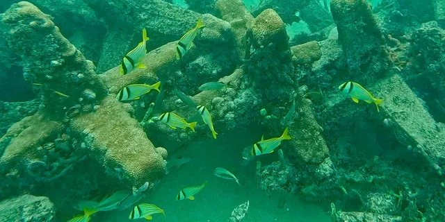 Fort Lauderdale Ocean Reef Snorkel Tour with Snacks - Image 4