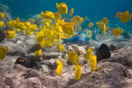 Kailua-Kona Snorkeling Adventure at Kealakekua Bay 5 hr thumbnail 6