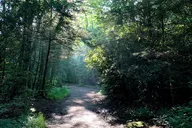 Asheville Forest Bathing Nature Walk thumbnail 1