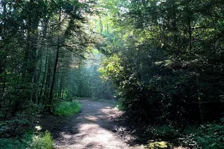 Asheville Forest Bathing Nature Walk