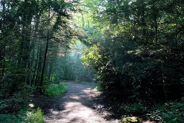 Asheville Forest Bathing Nature Walk - Image 1