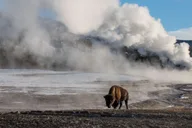 Jackson 4-Day Grand Teton & Yellowstone Winter Tour thumbnail 4