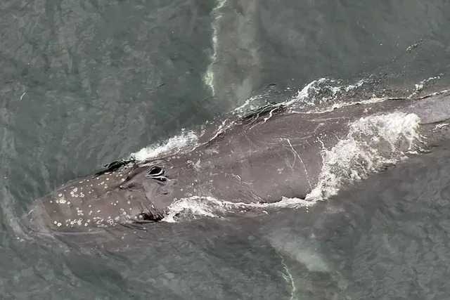 Alaska Whale Watching Drone Tour 3 hr - Image 4