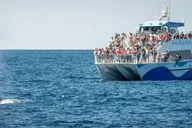 San Pedro Whale and Dolphin Watching Cruise thumbnail 3