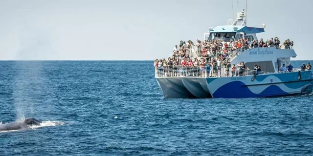 San Pedro Whale and Dolphin Watching Cruise - Image 3