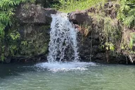 Mauna Kea Cloudforest Botanical Tour and Waterfall Swim thumbnail 2