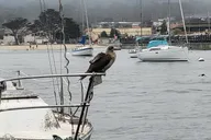 Monterey Bay Bird Watching Tour thumbnail 1