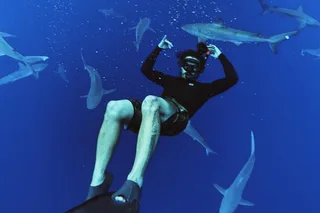 Haleiwa Shark Dive Experience