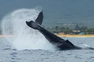 Oahu Dolphin Watching and Snorkel Safari thumbnail 3