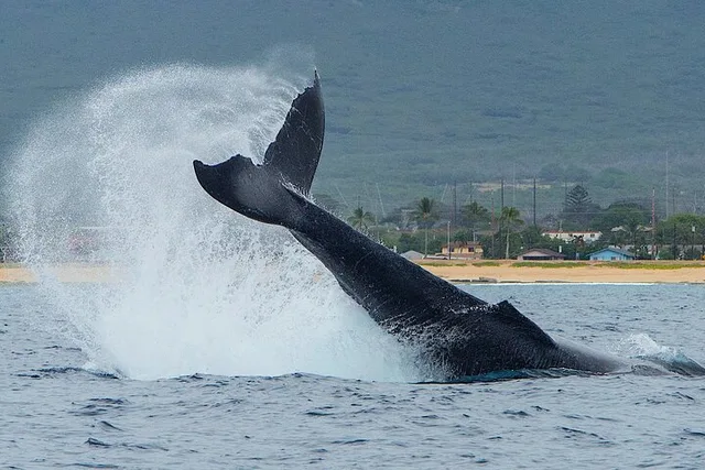 Oahu Dolphin Watching and Snorkel Safari - Image 3