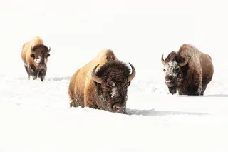 Yellowstone Winter Wildlife Watching Tour
