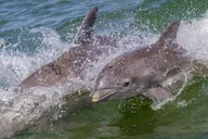 Islamorada Sandbar Charter thumbnail 6