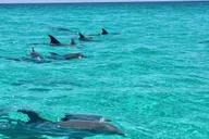 Destin Snorkeling and Dolphin Cruise thumbnail 3