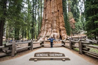 Sequoia National Park Guided Hiking Tour