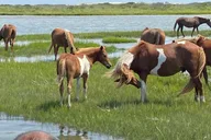 Ocean City Assateague Island Morning Cruise 2 hr thumbnail 2