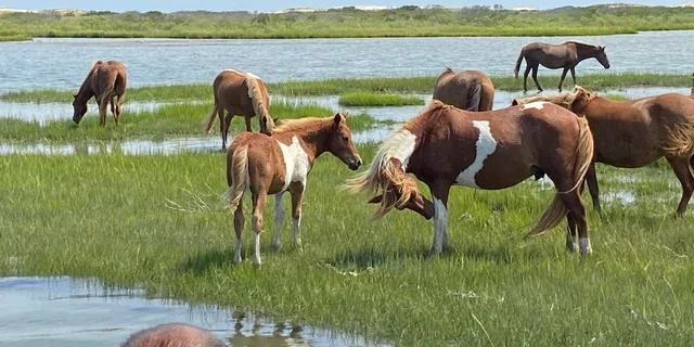 Ocean City Assateague Island Morning Cruise 2 hr - Image 2