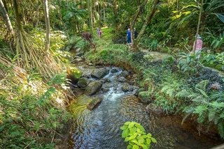 Princeville Botanical Gardens Chocolate Tasting Tour
